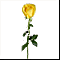 Букет желтых роз 1=Желтая роза х 1 + трава для оформления №1